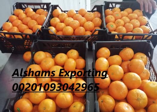 Public product photo - 🍊🍊 *now we offer FRESH ORANGE* 🍊🍊

To ensure that you get the best quality and the best price, you have to deal with Alshams company.

We are alshams an import and export company that offer all kinds of agriculture crops.

ORDER OUR PRODUCT NOW🔥

Best Regards

Merna Hesham

Tel: 0020402544299

📞Cell(whats-app) 00201093042965

✉️email :Alshamsexporting@yahoo.com

I hope to be trustworthy for you
